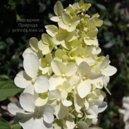 Гортензиія волотиста Дентель де Горрон (Hydrangea paniculata Dentelle dе Gorron) ФОТО