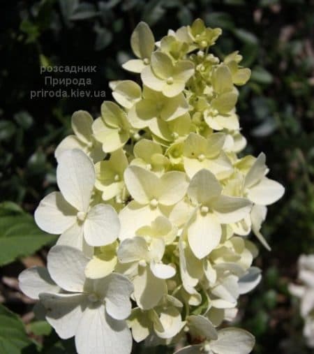 Гортензиія волотиста Дентель де Горрон (Hydrangea paniculata Dentelle dе Gorron) ФОТО