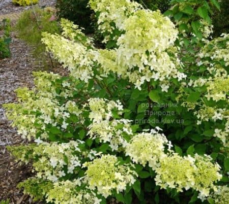 Гортензиія волотиста Дентель де Горрон (Hydrangea paniculata Dentelle dе Gorron) ФОТО