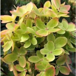Гортензія волотиста Пастель Грін (Hydrangea paniculata Pastel Green) ФОТО