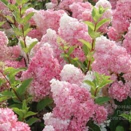 Гортензія волотиста Пінк Леді (Hydrangea paniculata Pink Lady) ФОТО