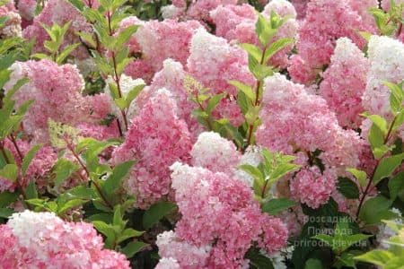 Гортензія волотиста Пінк Леді (Hydrangea paniculata Pink Lady) ФОТО