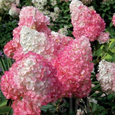 Гортензія волотиста Пінк Леді (Hydrangea paniculata Pink Lady) ФОТО