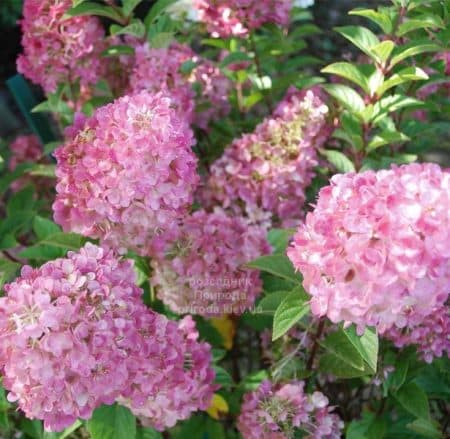 Гортензія волотиста Пінк Леді (Hydrangea paniculata Pink Lady) ФОТО