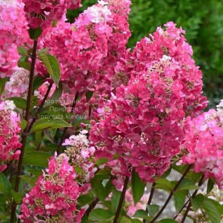 Гортензія волотиста Фрамбоін Ренсам (Самарська Лідія) (Hydrangea paniculata Framboisine Rensam)