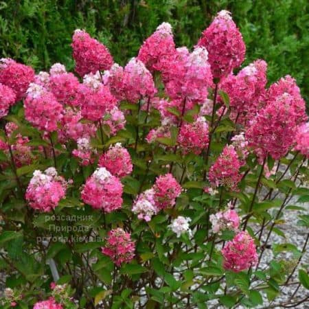 Гортензія волотиста Фрамбоін Ренсам (Самарська Лідія) (Hydrangea paniculata Framboisine Rensam)