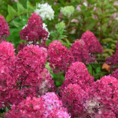 Гортензія волотиста Фрамбоін Ренсам (Самарська Лідія) (Hydrangea paniculata Framboisine Rensam)