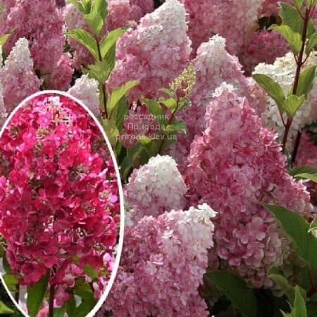 Гортензія волотиста Фрамбоін Ренсам (Самарська Лідія) (Hydrangea paniculata Framboisine Rensam)