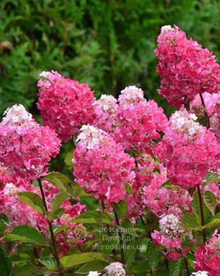 Гортензія волотиста Фрамбоін Ренсам (Самарська Лідія) (Hydrangea paniculata Framboisine Rensam)