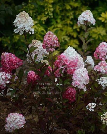 Гортензія волотиста Фрамбоін Ренсам (Самарська Лідія) (Hydrangea paniculata Framboisine Rensam)