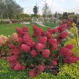 Гортензія волотиста Фрамбоін Ренсам (Самарська Лідія) (Hydrangea paniculata Framboisine Rensam)