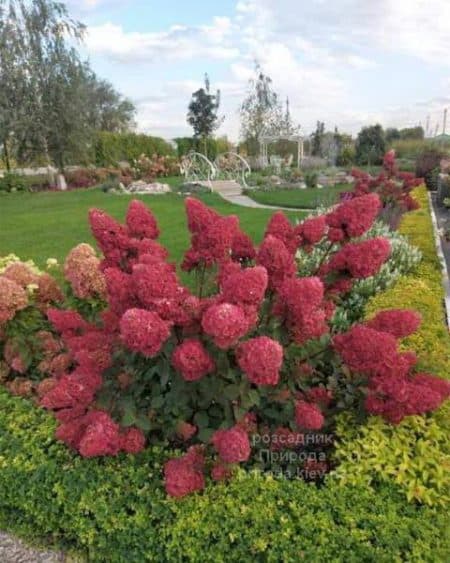 Гортензія волотиста Фрамбоін Ренсам (Самарська Лідія) (Hydrangea paniculata Framboisine Rensam)