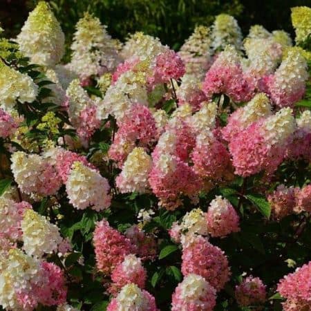 Гортензія волотиста Строберрі Блоссом (Hydrangea paniculata Strawberry Blossom) ФОТО