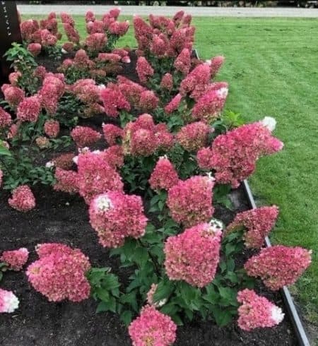 Гортензія волотиста Строберрі Блоссом (Hydrangea paniculata Strawberry Blossom) ФОТО