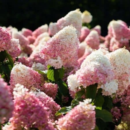 Гортензія волотиста Строберрі Блоссом (Hydrangea paniculata Strawberry Blossom) ФОТО