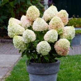 Гортензія хуртовина Саммер Лав (Hydrangea paniculata Summer Love)