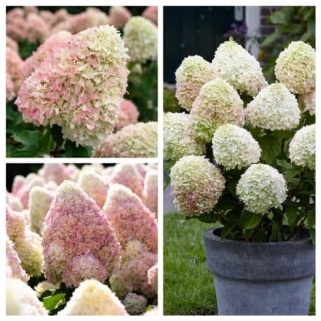 Гортензія волотиста Саммер Лав (Hydrangea paniculata Summer Love)