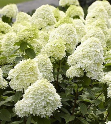 Гортензія волотиста Саммер Сноу (Hydrangea paniculata Summer Snow)