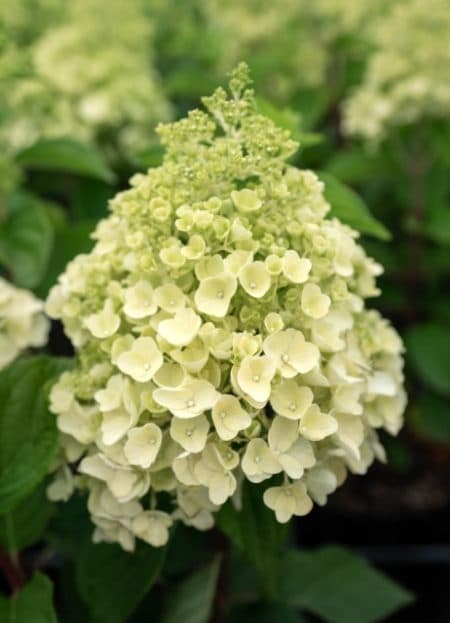 Гортензія волотиста Саммер Сноу (Hydrangea paniculata Summer Snow)