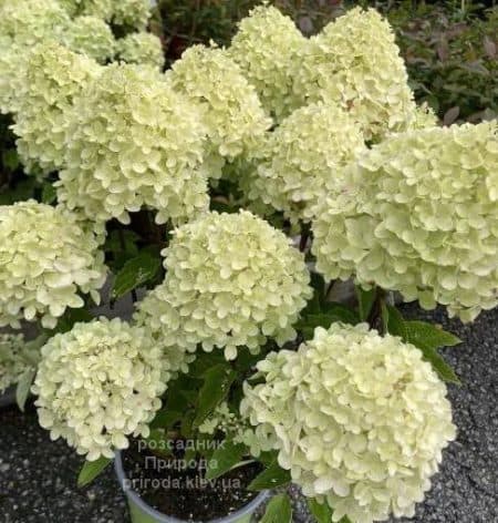 Гортензія волотиста Вайт Лайт (Hydrangea paniculata Whitelight) ФОТО