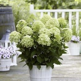 Гортензія волотиста Вайт Лайт (Hydrangea paniculata Whitelight) ФОТО