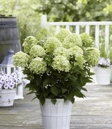 Гортензія волотиста Вайт Лайт (Hydrangea paniculata Whitelight) ФОТО