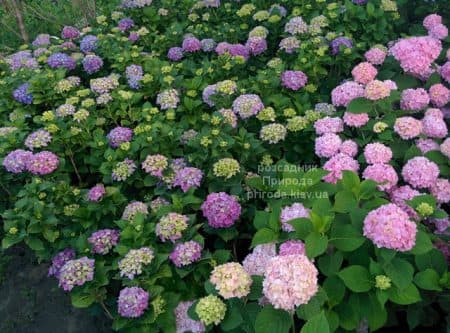 Гортензія великолисткова Хамелеон (Hydrangea macrophylla Chameleon) ФОТО Розсадник рослин Природа