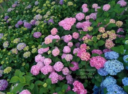 Гортензія великолисткова Хамелеон (Hydrangea macrophylla Chameleon) ФОТО