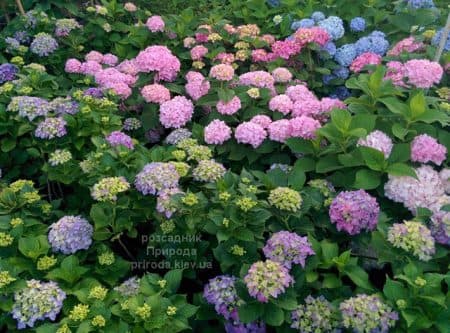 Гортензія великолисткова Хамелеон (Hydrangea macrophylla Chameleon) ФОТО