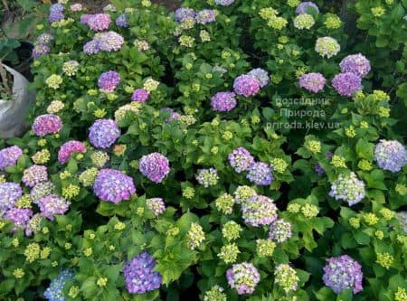 Гортензія великолисткова Хамелеон (Hydrangea macrophylla Chameleon) ФОТО