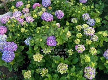 Гортензія великолисткова Хамелеон (Hydrangea macrophylla Chameleon) ФОТО