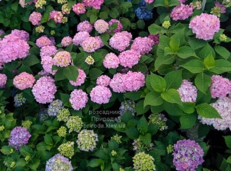 Гортензія великолисткова Хамелеон (Hydrangea macrophylla Chameleon) ФОТО