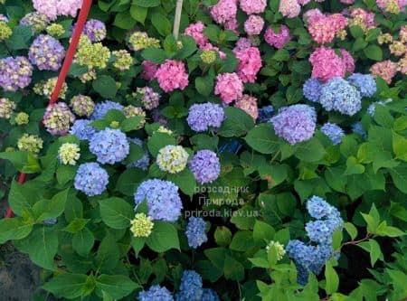 Гортензія великолисткова Хамелеон (Hydrangea macrophylla Chameleon) ФОТО