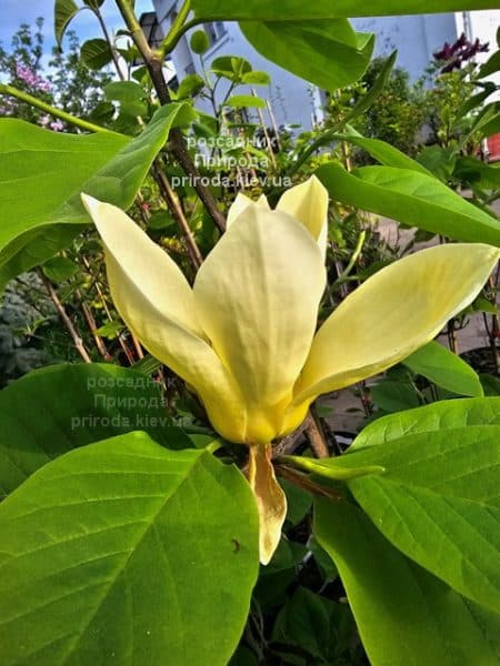 Магнолія Голден Гала (Magnolia Golden Gala) ФОТО