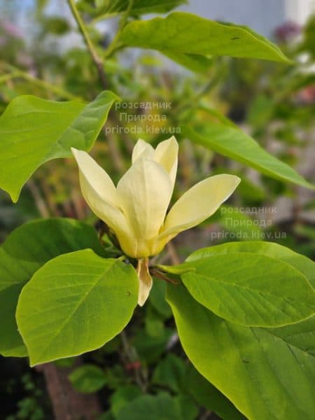 Магнолія Голден Гала (Magnolia Golden Gala) ФОТО