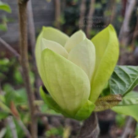 Магнолія Голден Гала (Magnolia Golden Gala) ФОТО