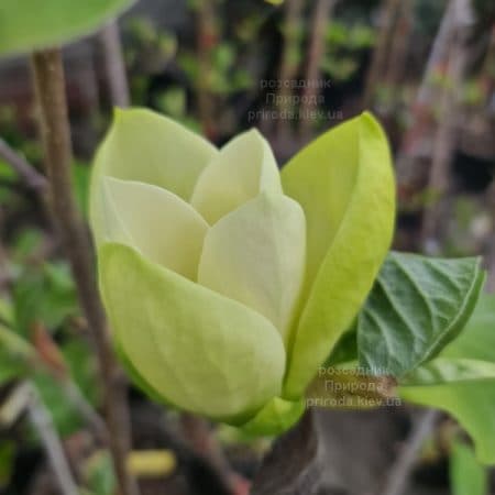 Магнолія Голден Гала (Magnolia Golden Gala) ФОТО