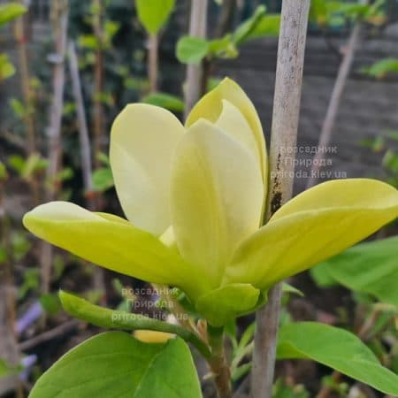 Магнолія Голден Гала (Magnolia Golden Gala) ФОТО