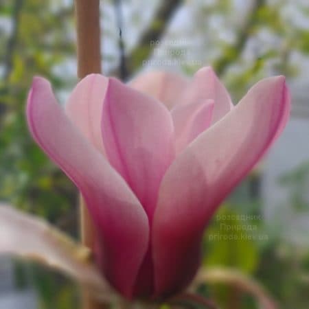 Магнолія Серене (Magnolia Serene) ФОТО