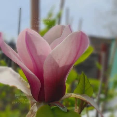 Магнолія Серене (Magnolia Serene) ФОТО