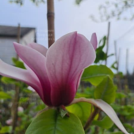 Магнолія Серене (Magnolia Serene) ФОТО