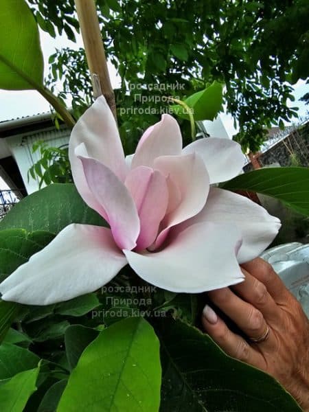 Магнолія Серене (Magnolia Serene) ФОТО