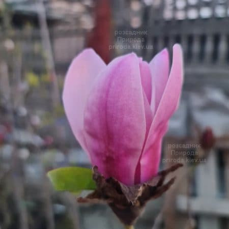 Магнолія Серене (Magnolia Serene) ФОТО