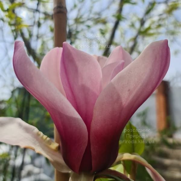 Магнолія Серене (Magnolia Serene) ФОТО