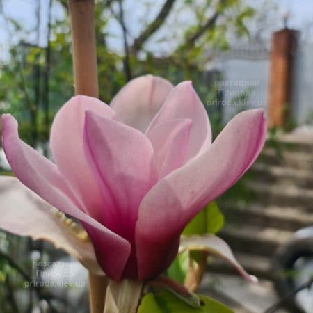 Магнолія Серене (Magnolia Serene) ФОТО