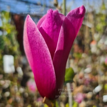 Магнолія Аметист Флейм (Magnolia Amethyst Flame) ФОТО