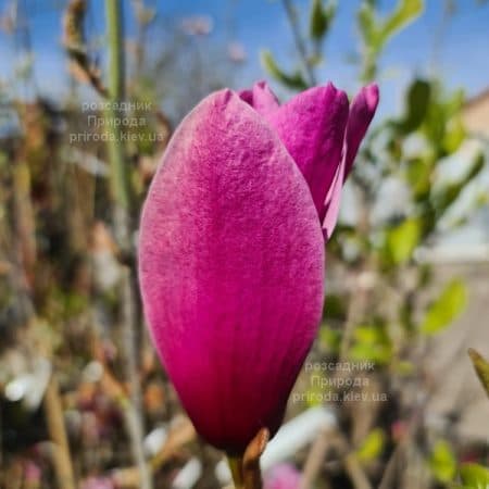 Магнолія Аметист Флейм (Magnolia Amethyst Flame) ФОТО