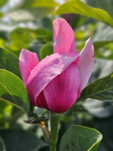 Магнолія Аметист Флейм (Magnolia Amethyst Flame) ФОТО