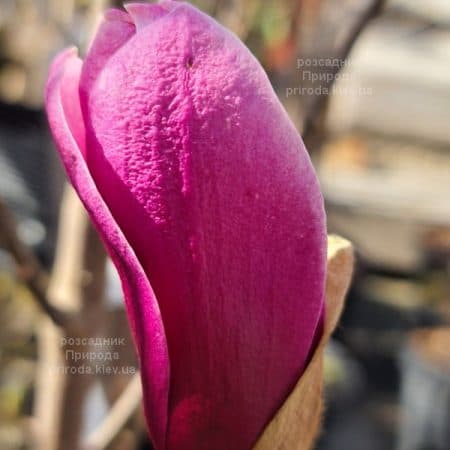 Магнолія Аметист Флейм (Magnolia Amethyst Flame) ФОТО