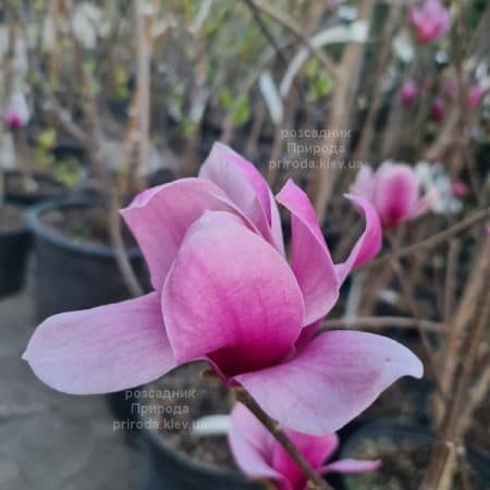 Магнолія Аметист Флейм (Magnolia Amethyst Flame) ФОТО